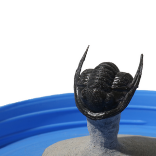 Trilobite Fossil on Stone Stand - U#02 - 1" from The Rock Space