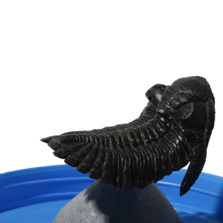Trilobite Fossil on Stone Stand - U#03 - 2.5" from Stonebridge Imports