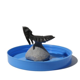 Trilobite Fossil on Stone Stand - U#03 - 2.5"    from Stonebridge Imports