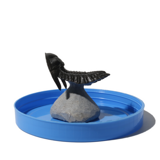 Trilobite Fossil on Stone Stand - U#03 - 2.5" from The Rock Space