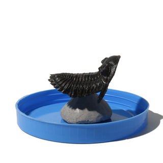 Trilobite Fossil on Stone Stand - U#03 - 2.5" from The Rock Space