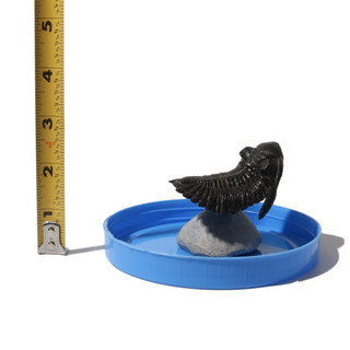 Trilobite Fossil on Stone Stand - U#03 - 2.5"    from Stonebridge Imports