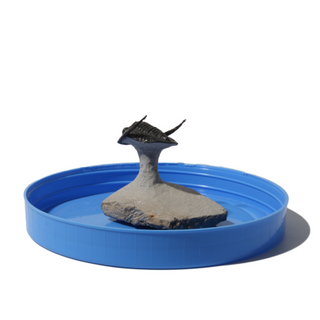 Trilobite Fossil on Stone Stand - U#04 - 1"    from Stonebridge Imports