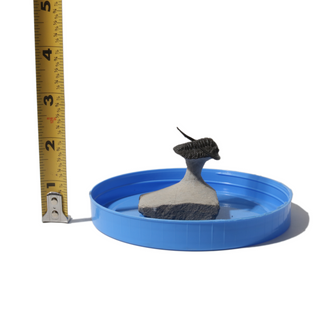 Trilobite Fossil on Stone Stand - U#04 - 1"    from Stonebridge Imports