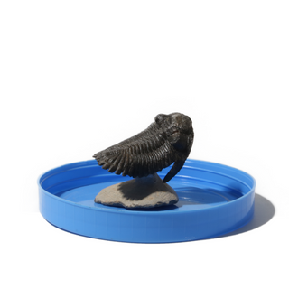 Trilobite Fossil on Stone Stand - U#05 - 2" from The Rock Space