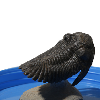 Trilobite Fossil on Stone Stand - U#05 - 2" from The Rock Space