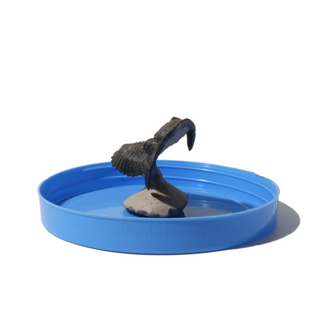 Trilobite Fossil on Stone Stand - U#05 - 2"    from Stonebridge Imports