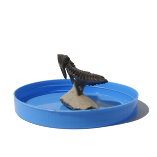 Trilobite Fossil on Stone Stand - U#05 - 2"    from Stonebridge Imports