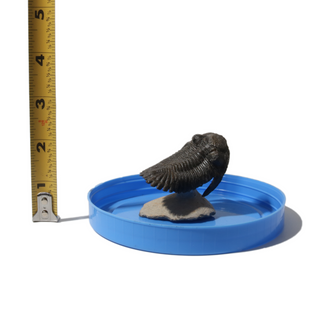 Trilobite Fossil on Stone Stand - U#05 - 2"    from Stonebridge Imports