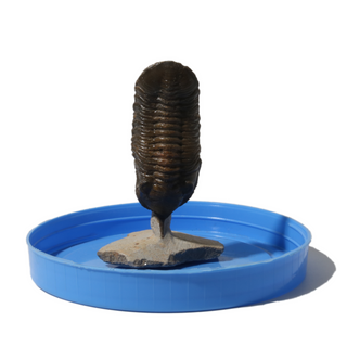 Trilobite Fossil on Stone Stand - U#06 - 2 1/2" from The Rock Space