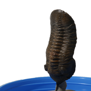 Trilobite Fossil on Stone Stand - U#06 - 2 1/2" from The Rock Space