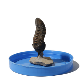 Trilobite Fossil on Stone Stand - U#06 - 2 1/2"    from Stonebridge Imports