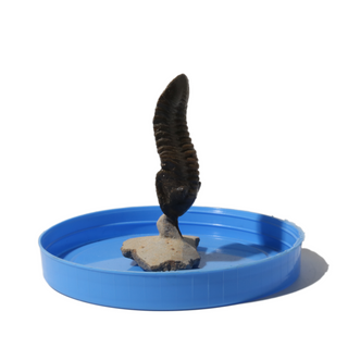 Trilobite Fossil on Stone Stand - U#06 - 2 1/2"    from Stonebridge Imports