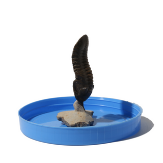 Trilobite Fossil on Stone Stand - U#06 - 2 1/2" from The Rock Space