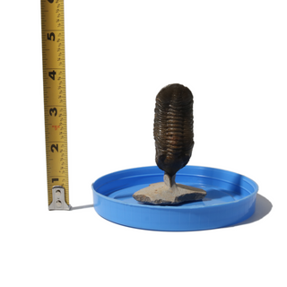 Trilobite Fossil on Stone Stand - U#06 - 2 1/2"    from Stonebridge Imports