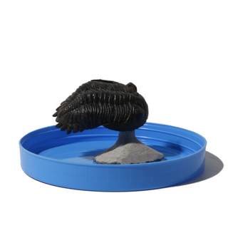 Trilobite Fossil on Stone Stand - U#07 - 2 1/2" from The Rock Space