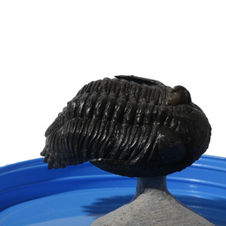 Trilobite Fossil on Stone Stand - U#07 - 2 1/2" from The Rock Space