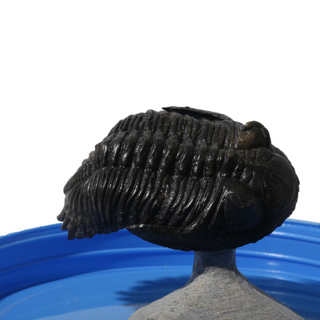 Trilobite Fossil on Stone Stand - U#07 - 2 1/2"