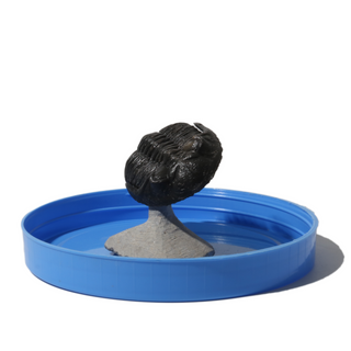 Trilobite Fossil on Stone Stand - U#07 - 2 1/2"    from Stonebridge Imports