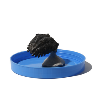 Trilobite Fossil on Stone Stand - U#07 - 2 1/2"    from Stonebridge Imports