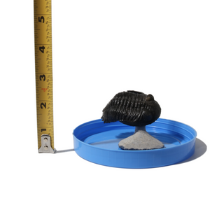 Trilobite Fossil on Stone Stand - U#07 - 2 1/2"    from Stonebridge Imports