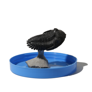 Trilobite Fossil on Stone Stand - U#08 - 2 3/4"    from Stonebridge Imports
