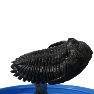 Trilobite Fossil on Stone Stand - U#08 - 2 3/4" from The Rock Space