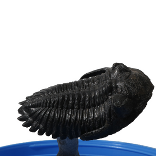 Trilobite Fossil on Stone Stand - U#08 - 2 3/4" from The Rock Space