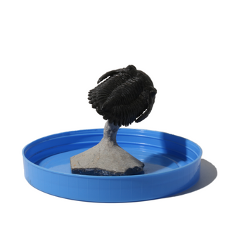 Trilobite Fossil on Stone Stand - U#08 - 2 3/4"    from Stonebridge Imports