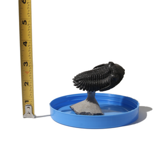 Trilobite Fossil on Stone Stand - U#08 - 2 3/4"    from Stonebridge Imports