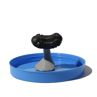 Trilobite Fossil on Stone Stand - U#09 - 2"    from Stonebridge Imports
