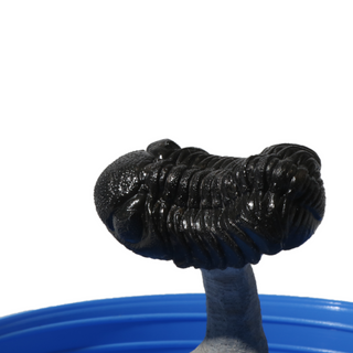 Trilobite Fossil on Stone Stand - U#09 - 2" from The Rock Space