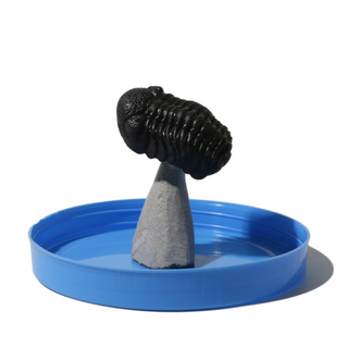 Trilobite Fossil on Stone Stand - U#10 - 2" from The Rock Space