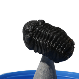 Trilobite Fossil on Stone Stand - U#10 - 2" from The Rock Space