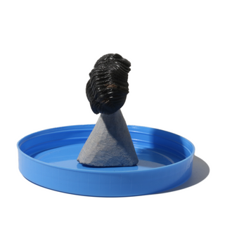 Trilobite Fossil on Stone Stand - U#10 - 2"    from Stonebridge Imports