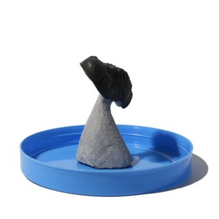 Trilobite Fossil on Stone Stand - U#10 - 2"    from Stonebridge Imports