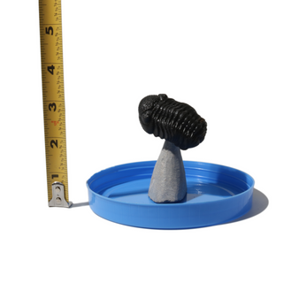 Trilobite Fossil on Stone Stand - U#10 - 2"    from Stonebridge Imports