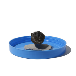 Trilobite Fossil on Stone Stand - U#11 - 1 1/2" from The Rock Space