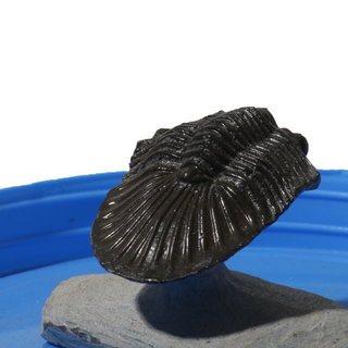 Trilobite Fossil on Stone Stand - U#11 - 1 1/2" from The Rock Space
