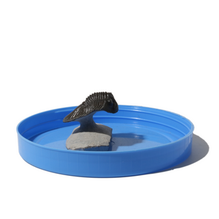 Trilobite Fossil on Stone Stand - U#11 - 1 1/2"    from Stonebridge Imports