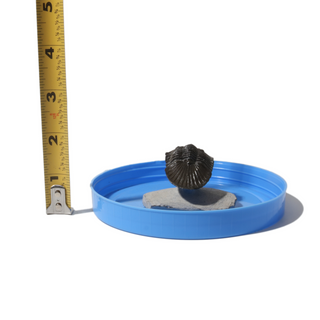 Trilobite Fossil on Stone Stand - U#11 - 1 1/2"    from Stonebridge Imports