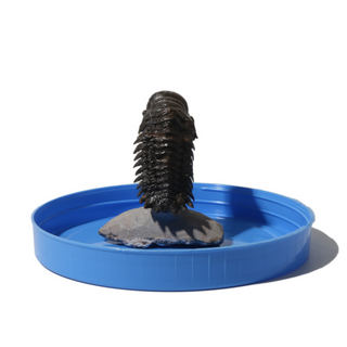 Trilobite Fossil on Stone Stand - U#12 - 2 1/2" from The Rock Space