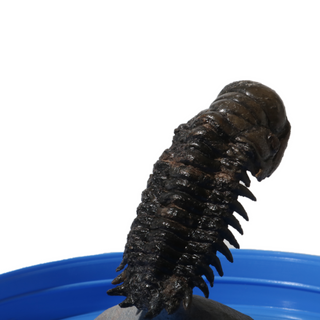 Trilobite Fossil on Stone Stand - U#12 - 2 1/2" from The Rock Space