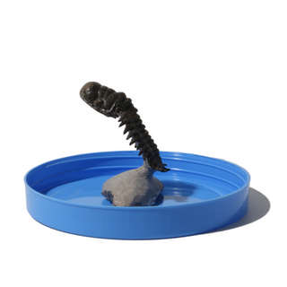 Trilobite Fossil on Stone Stand - U#12 - 2 1/2" from The Rock Space