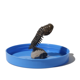 Trilobite Fossil on Stone Stand - U#12 - 2 1/2"    from Stonebridge Imports