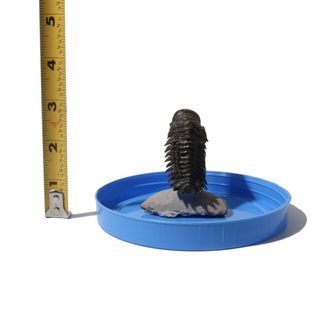 Trilobite Fossil on Stone Stand - U#12 - 2 1/2" from The Rock Space