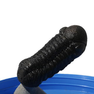 Trilobite Fossil on Stone Stand - U#14 - 2 1/4" from The Rock Space
