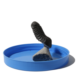 Trilobite Fossil on Stone Stand - U#14 - 2 1/4"    from Stonebridge Imports