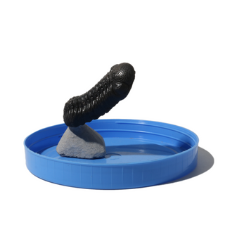 Trilobite Fossil on Stone Stand - U#14 - 2 1/4"    from Stonebridge Imports