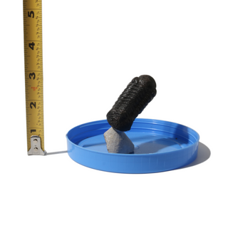 Trilobite Fossil on Stone Stand - U#14 - 2 1/4"    from Stonebridge Imports